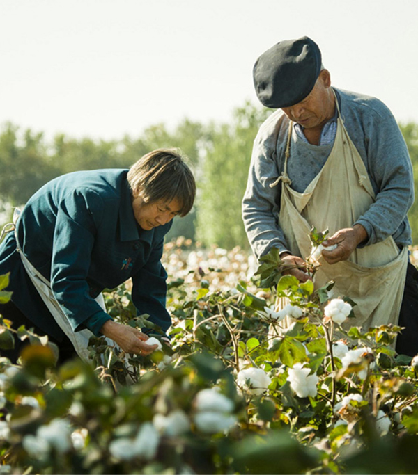 Cotton with Human
