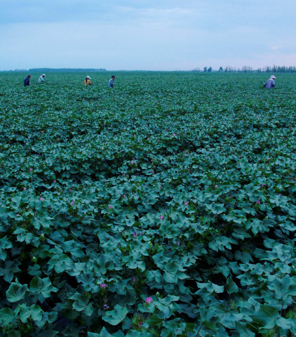 Cotton with Human